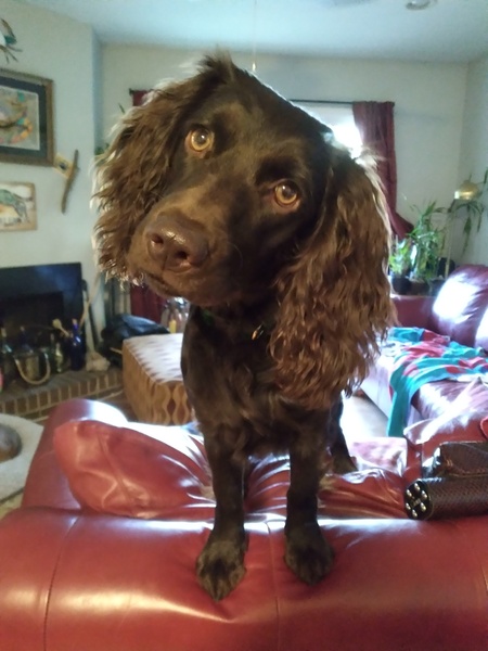 Entry image for Bailey Jane. Clicking this image will show a larger photo