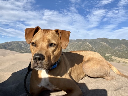 Entry image for Harvey. Clicking this image will show a larger photo