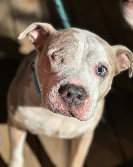 Entry image for Jett. Clicking this image will show a larger photo