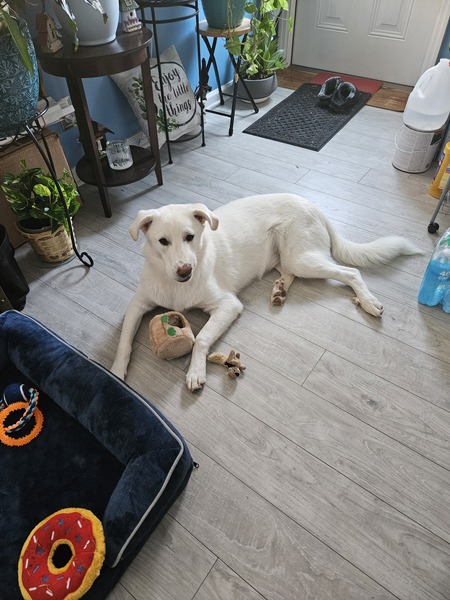 Entry image for Asher. Clicking this image will show a larger photo