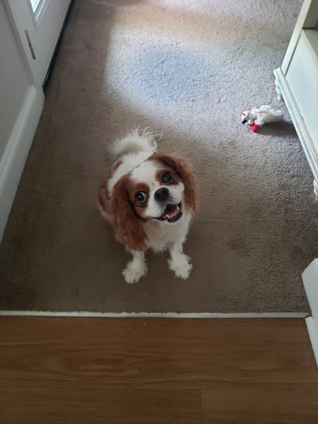 Entry image for Daisy. Clicking this image will show a larger photo