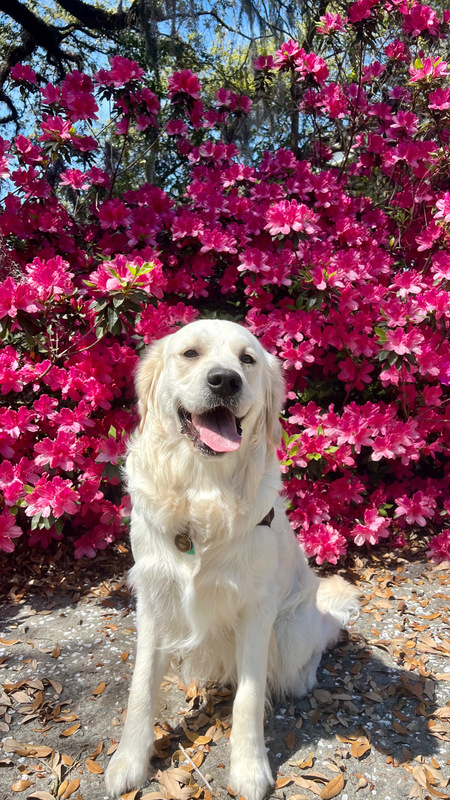 Entry image for Roman. Clicking this image will show a larger photo