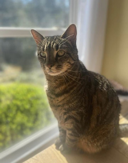 Entry image for Lucky. Clicking this image will show a larger photo