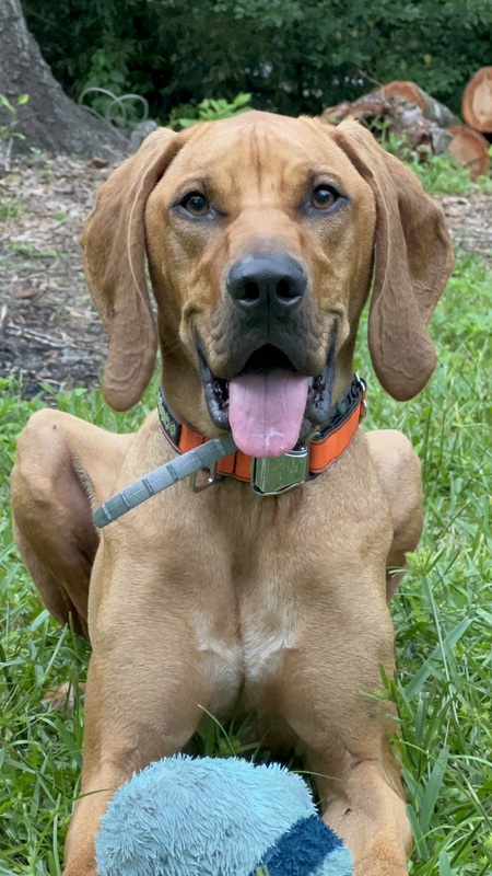 Entry image for Hank . Clicking this image will show a larger photo