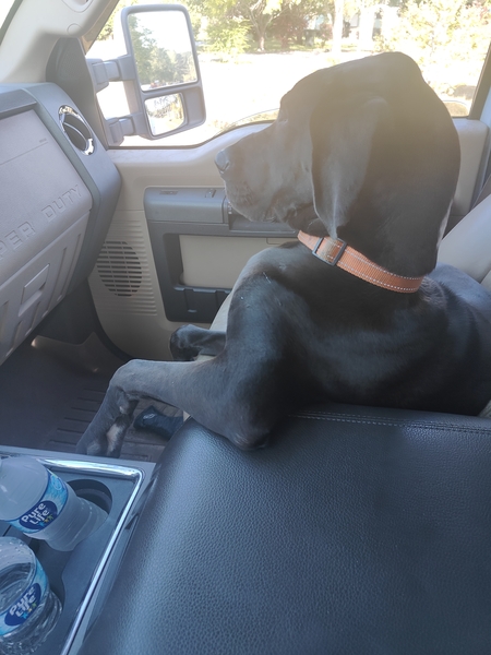 Entry image for Loki. Clicking this image will show a larger photo