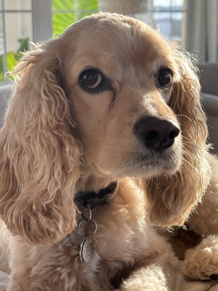 Entry image for Jet. Clicking this image will show a larger photo