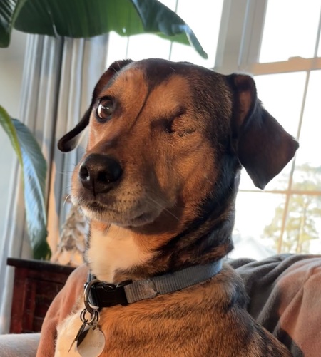 Entry image for Sammy. Clicking this image will show a larger photo