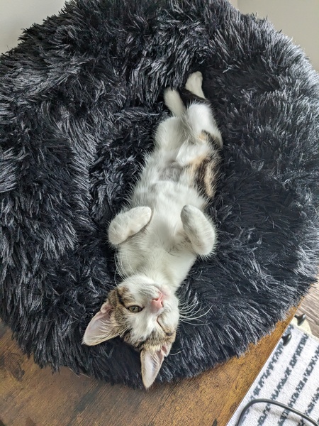 Entry image for Beignet. Clicking this image will show a larger photo