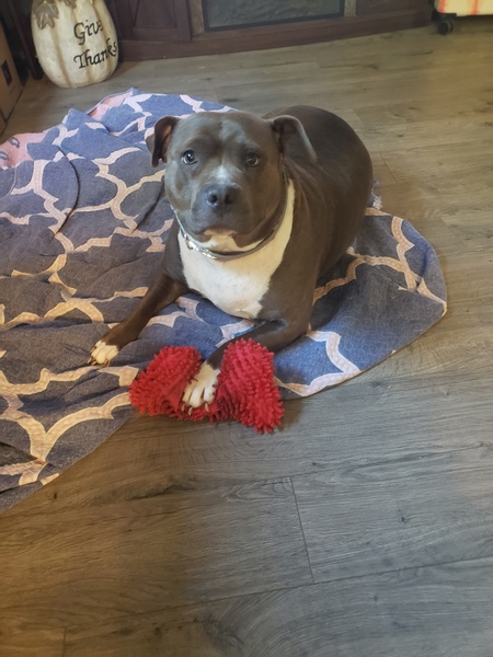 Entry image for Phoenix . Clicking this image will show a larger photo