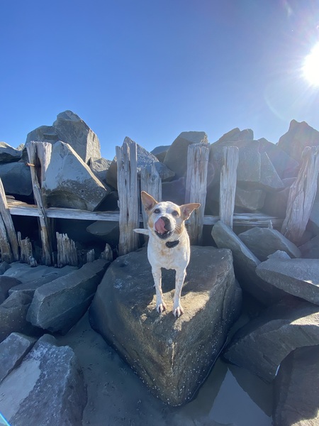 Entry image for TaterTot. Clicking this image will show a larger photo