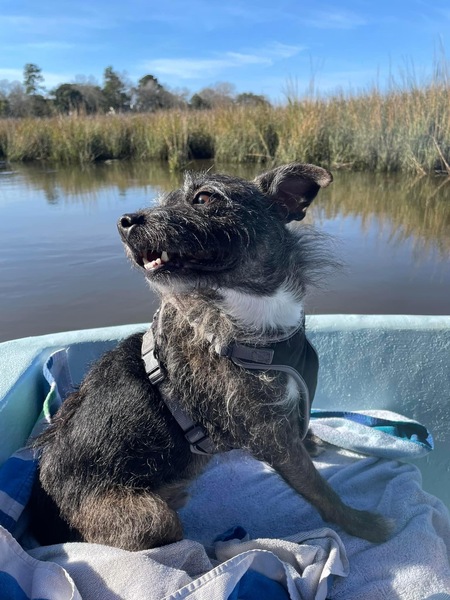 Entry image for Rocky . Clicking this image will show a larger photo