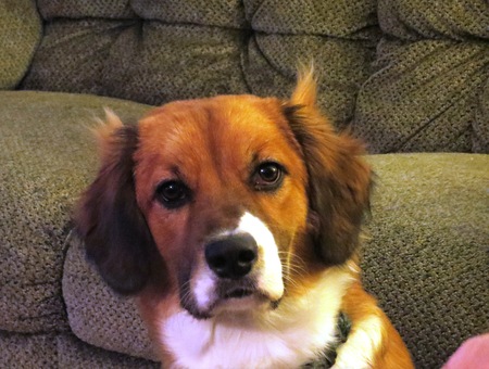 Entry image for Dakota. Clicking this image will show a larger photo