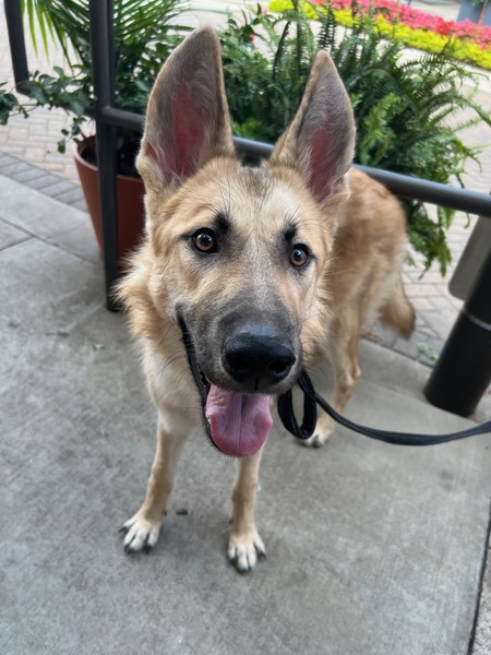 Entry image for Ryu. Clicking this image will show a larger photo