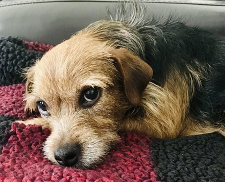 Entry image for Finley. Clicking this image will show a larger photo