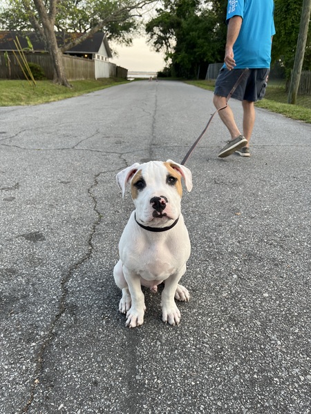 Entry image for Banx. Clicking this image will show a larger photo