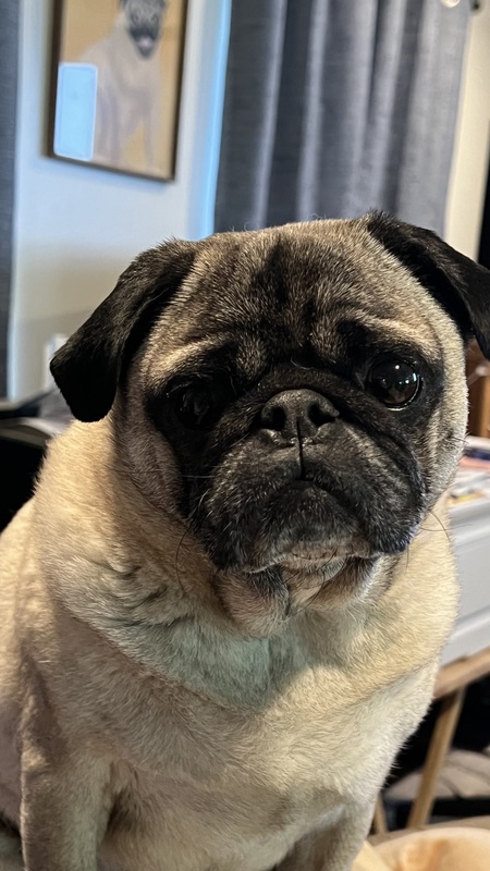 Entry image for Percy. Clicking this image will show a larger photo