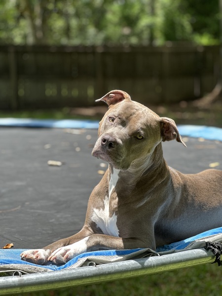 Entry image for Rexton. Clicking this image will show a larger photo