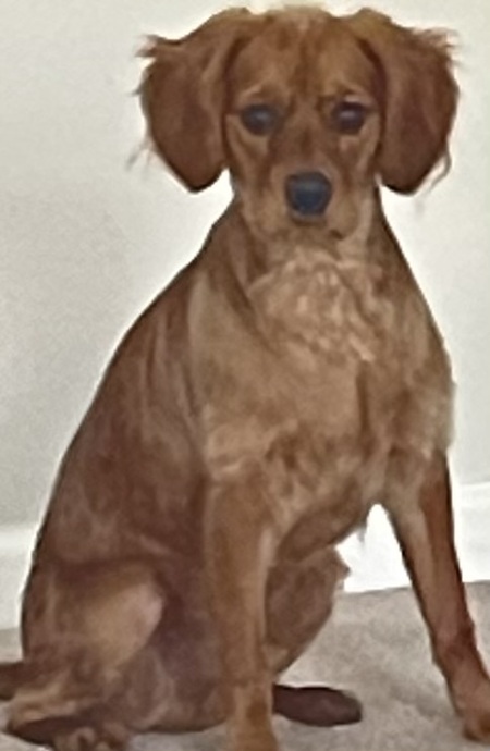 Entry image for Auggie. Clicking this image will show a larger photo