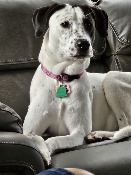 Entry image for MOLLY. Clicking this image will show a larger photo