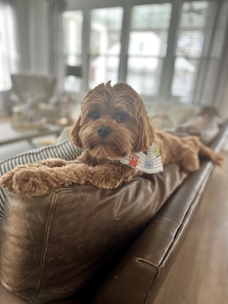 Entry image for Tucker . Clicking this image will show a larger photo