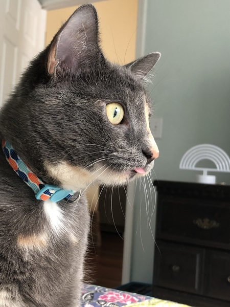 Entry image for Stormé . Clicking this image will show a larger photo