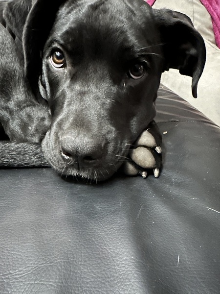 Entry image for Nala. Clicking this image will show a larger photo