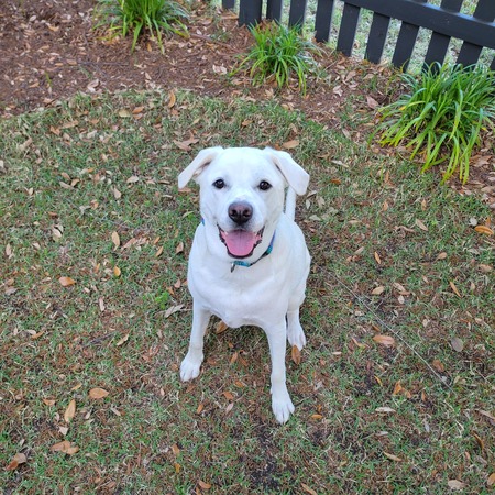 Entry image for Sunny. Clicking this image will show a larger photo