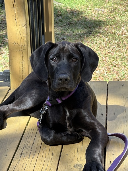 Entry image for Ozzy. Clicking this image will show a larger photo