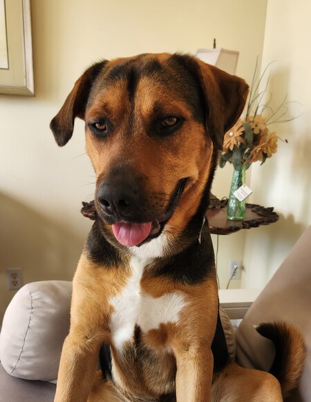 Entry image for Snoop. Clicking this image will show a larger photo