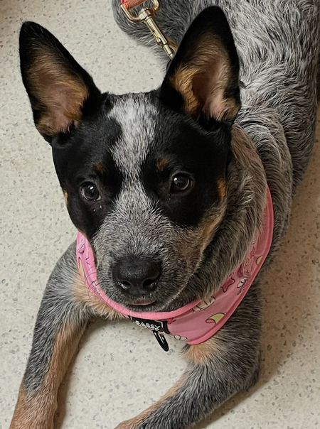 Entry image for Lucy. Clicking this image will show a larger photo