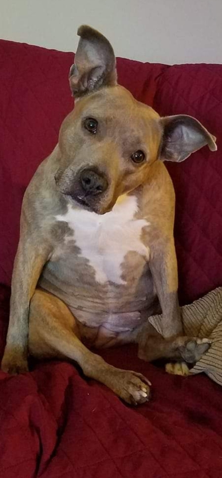 Entry image for Gooby. Clicking this image will show a larger photo