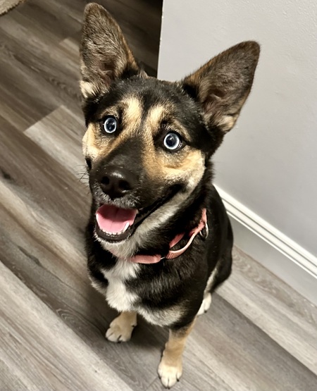 Entry image for Ruby. Clicking this image will show a larger photo