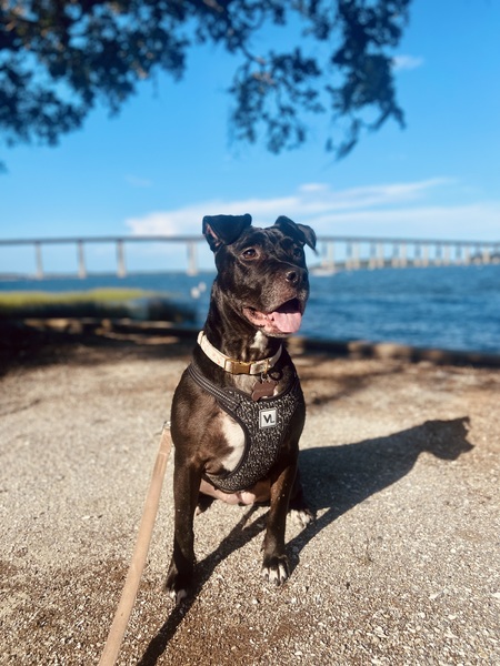 Entry image for Willow. Clicking this image will show a larger photo