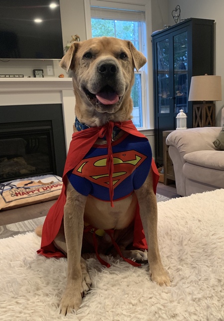 Entry image for Sherman. Clicking this image will show a larger photo