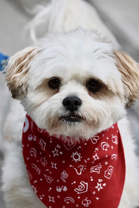 Entry image for Finn. Clicking this image will show a larger photo