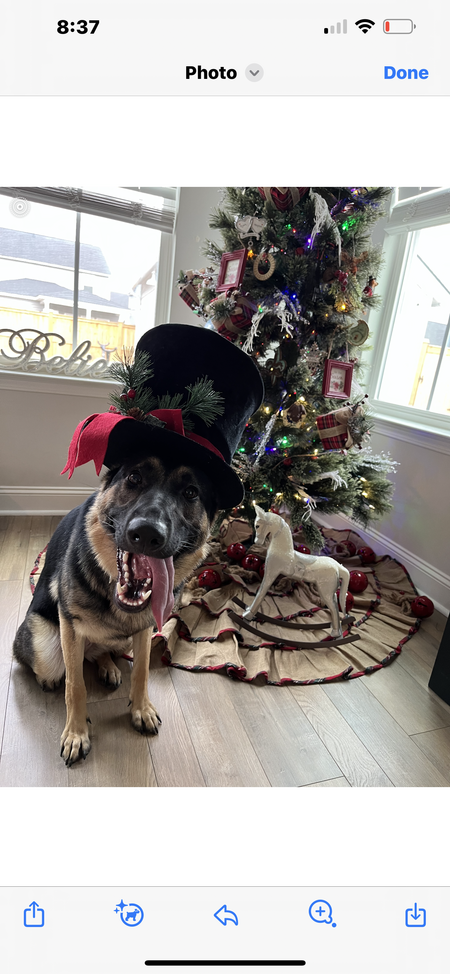 Entry image for Freya. Clicking this image will show a larger photo