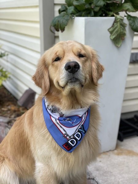 Entry image for Eddy. Clicking this image will show a larger photo