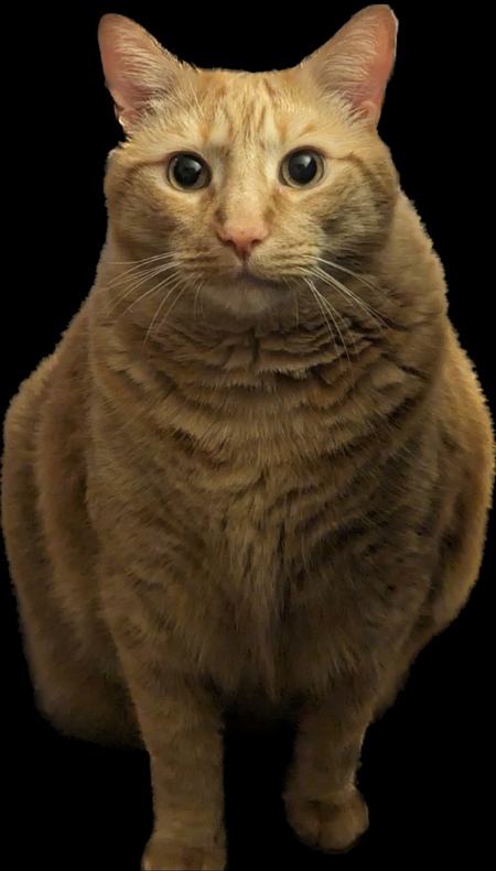 Entry image for Rocko. Clicking this image will show a larger photo