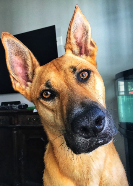 Entry image for Sabre. Clicking this image will show a larger photo