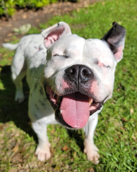 Entry image for Lola. Clicking this image will show a larger photo