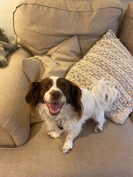 Entry image for Winston. Clicking this image will show a larger photo