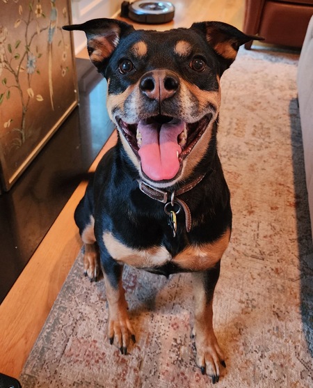 Entry image for Willa. Clicking this image will show a larger photo