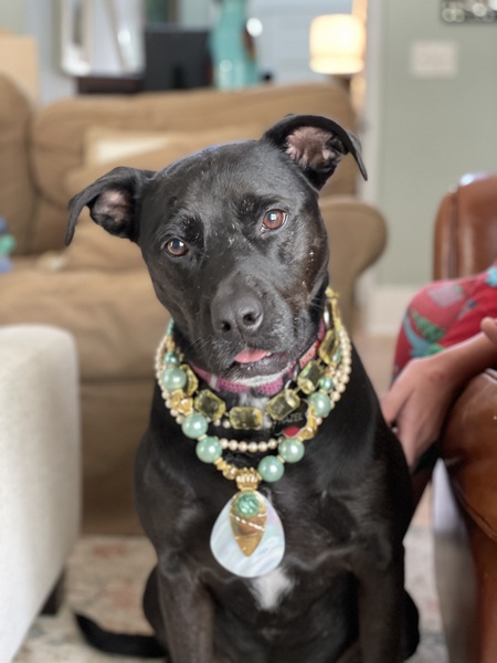 Entry image for Hazel. Clicking this image will show a larger photo