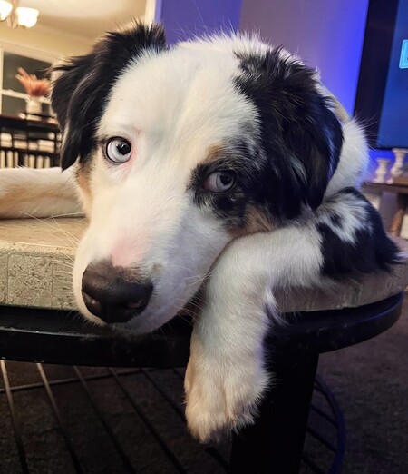 Entry image for Ripley. Clicking this image will show a larger photo