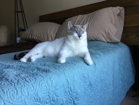 Entry image for Frankie. Clicking this image will show a larger photo