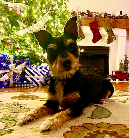 Entry image for Vinnie. Clicking this image will show a larger photo