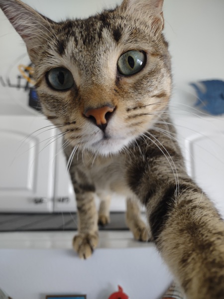 Entry image for Rex Seder. Clicking this image will show a larger photo