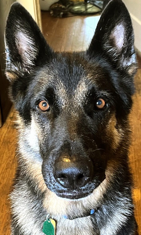 Entry image for CHIEF. Clicking this image will show a larger photo