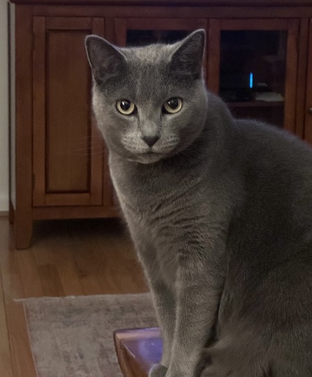 Entry image for Chloe. Clicking this image will show a larger photo