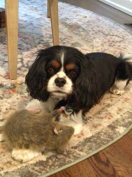 Entry image for Ollie. Clicking this image will show a larger photo